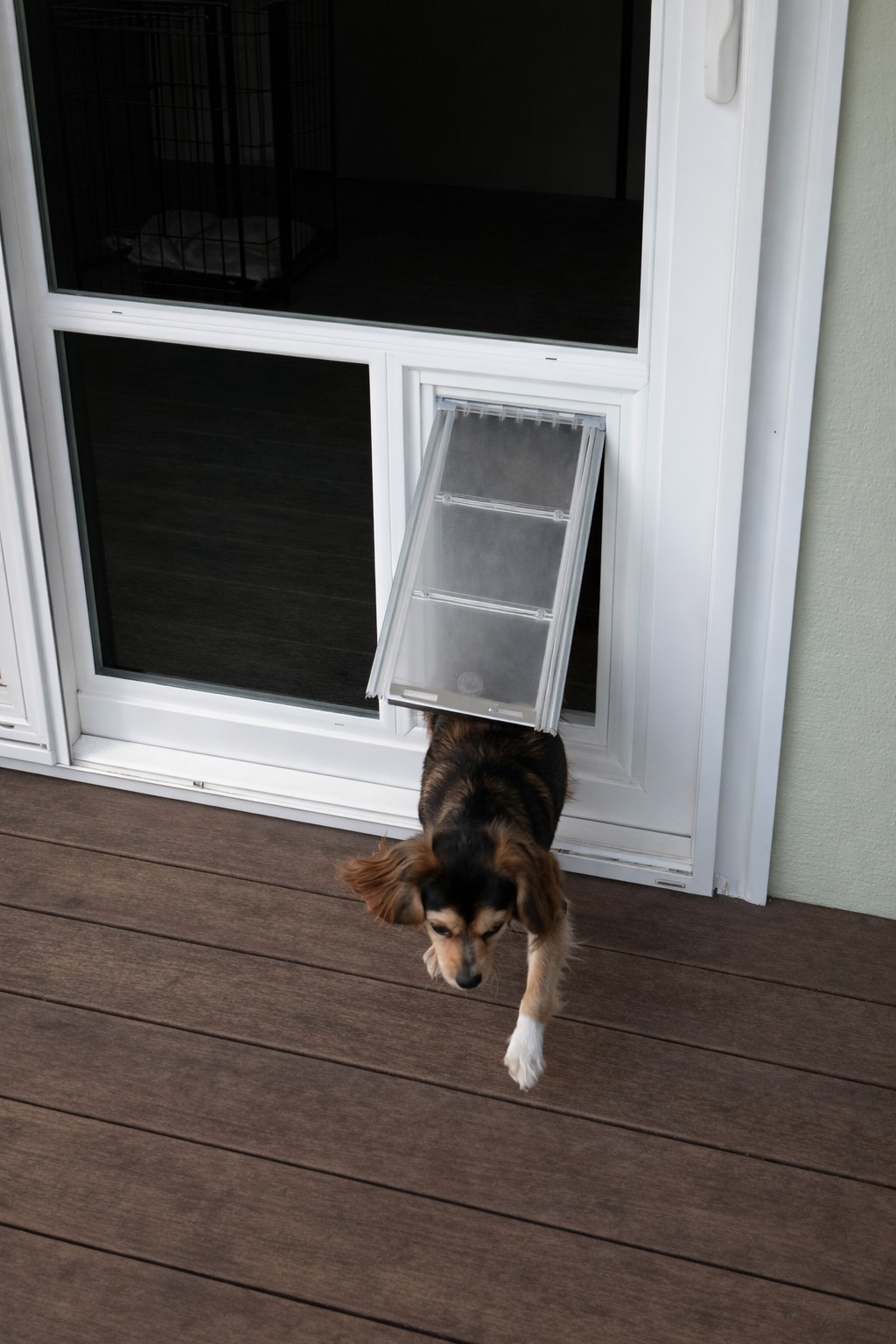 charley going outside