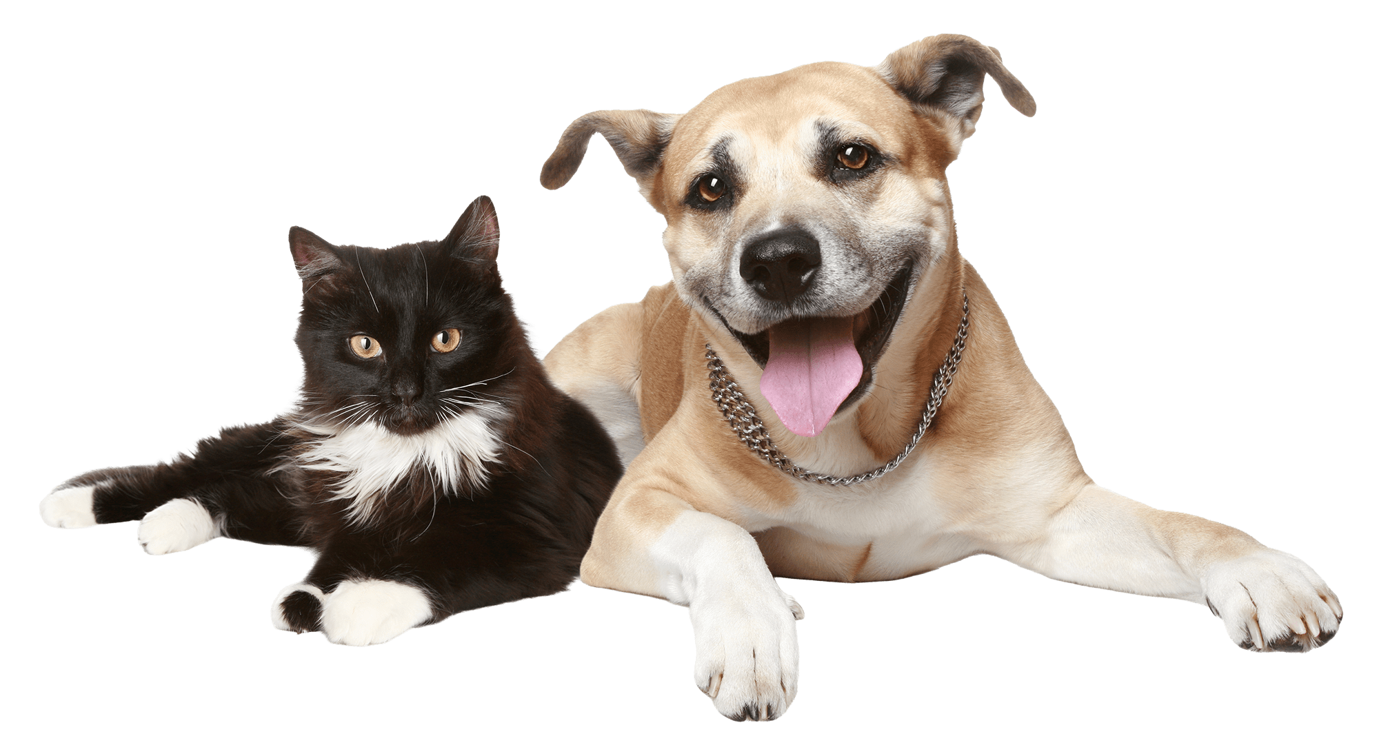 cat and dog